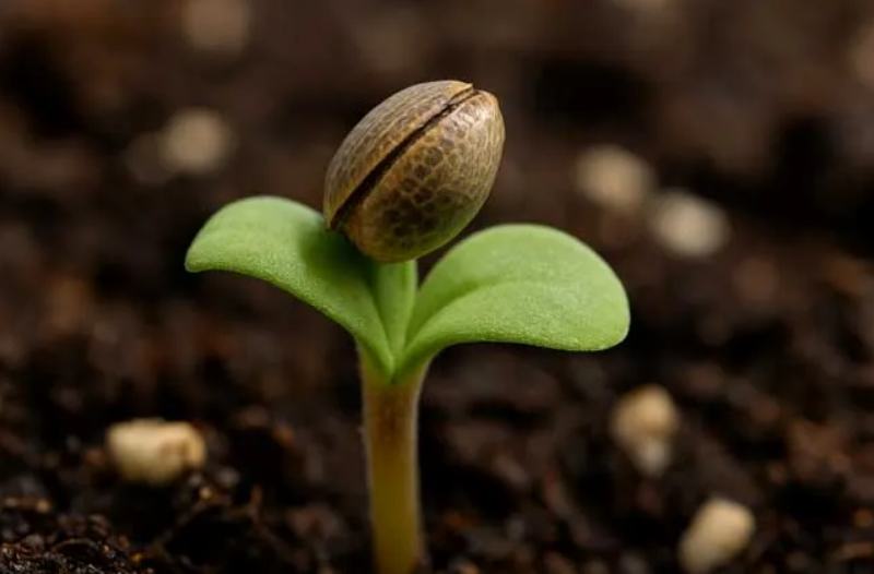 种子外壳粘附在子叶上无损去除